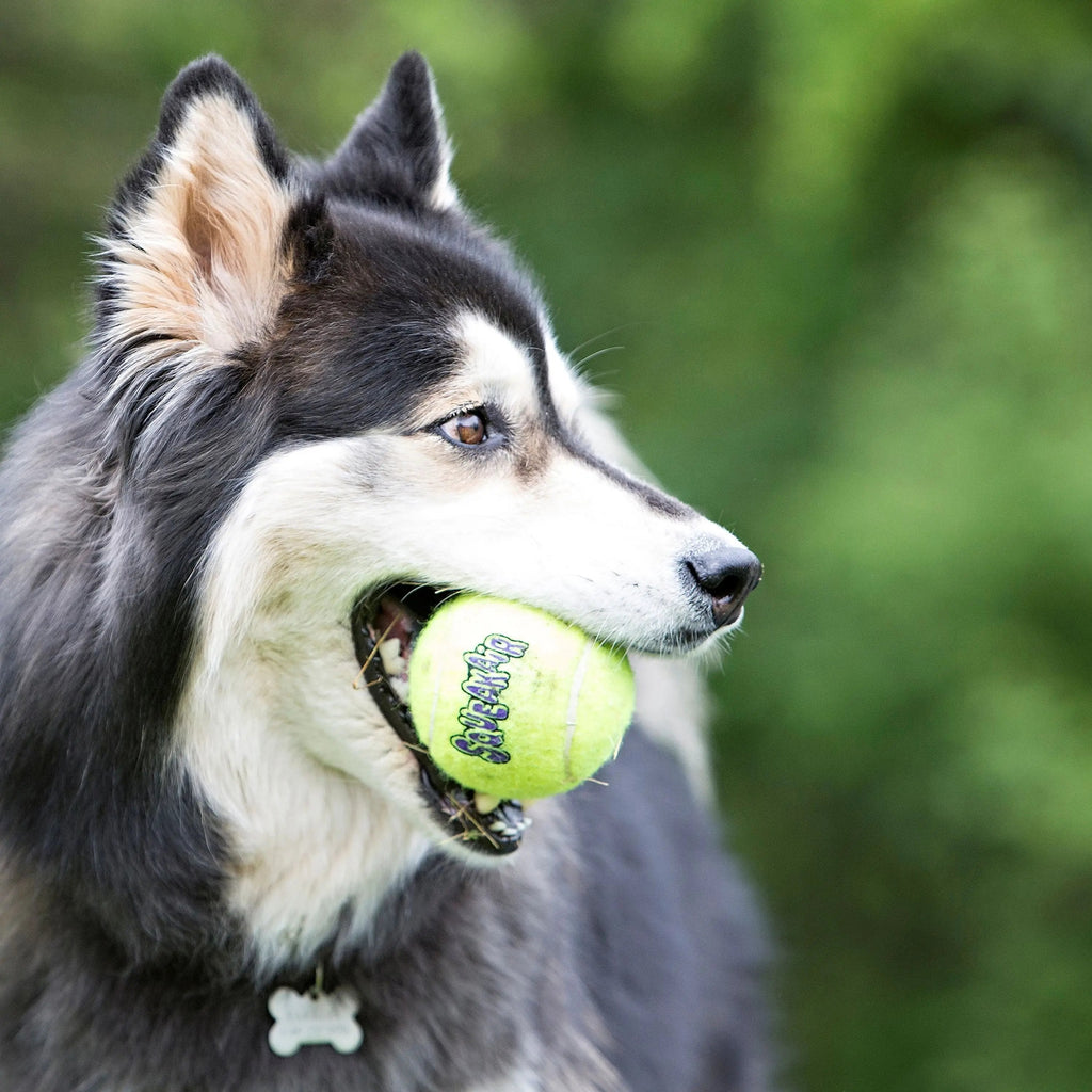 ® Squeakair® Balls Dog Toy, Medium, 6-Pack
