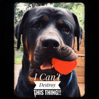 WUNDERBALL - Best Fetch Toy