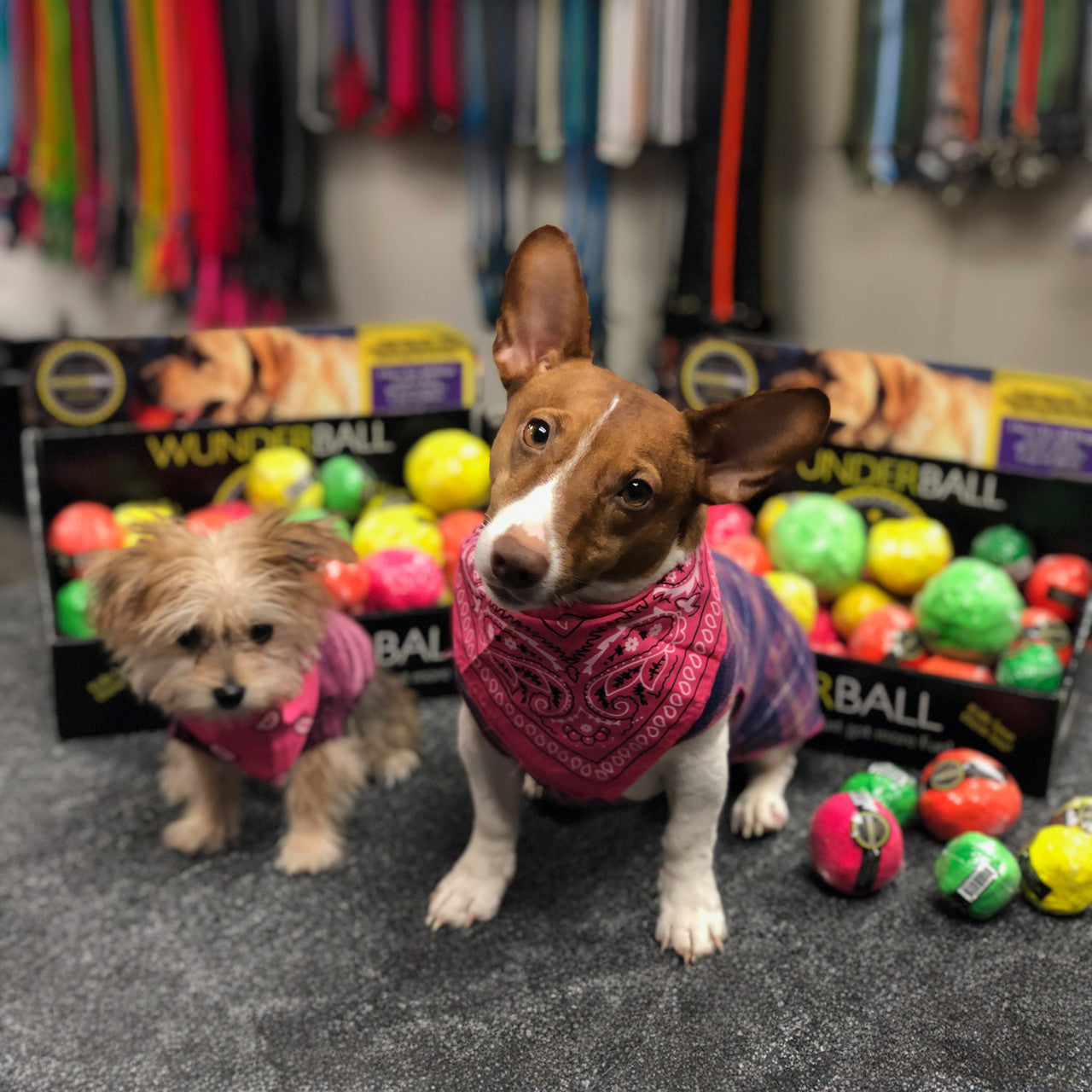 WUNDERBALL - Best Fetch Toy