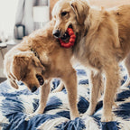 ® Ring Dog Toy, Medium/Large